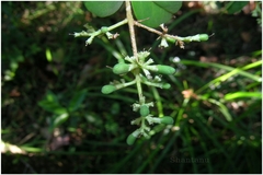Ligustrum perrottetii